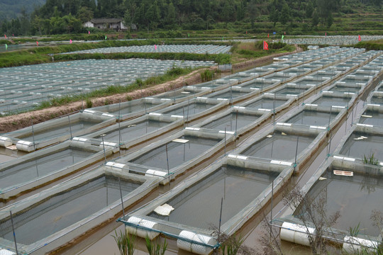 恩阳区投资的水蛭养殖基地