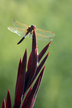 蜻蜓