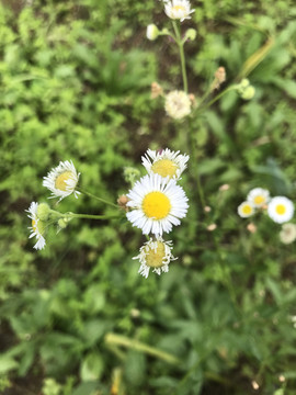 一年蓬小飞蓬小菊花