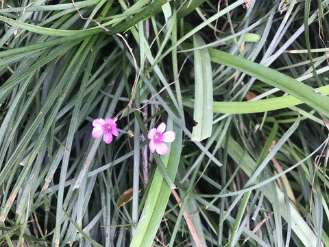 酢酱草