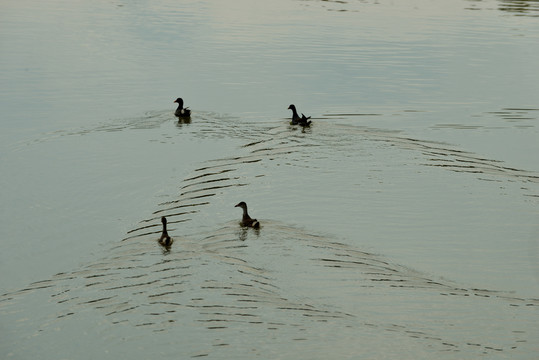 湖水里的野鸭