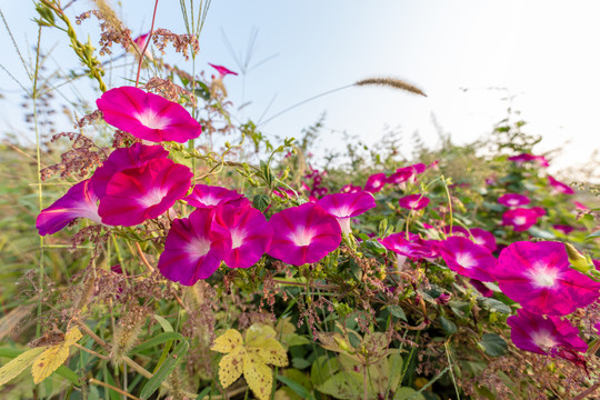 牵牛花