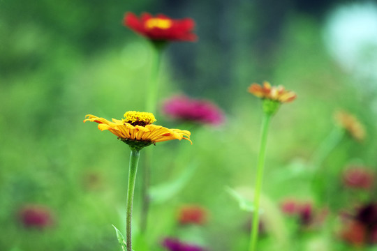 花丛