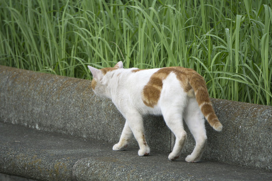 花猫巡视领地