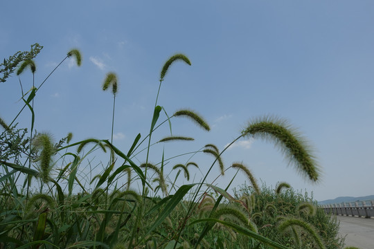 狗尾巴草