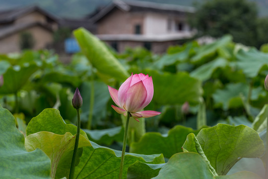 荷花