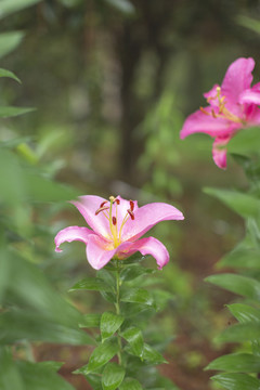 百合花素材