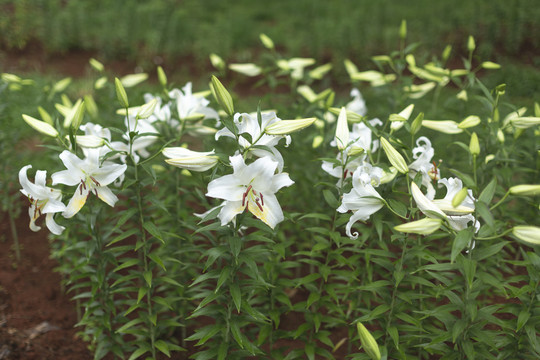 百合花素材