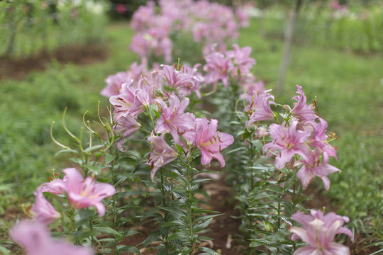 百合花素材