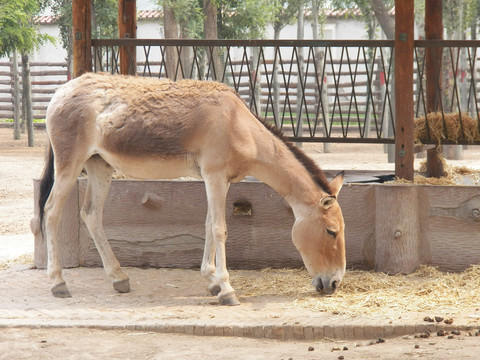 野驴