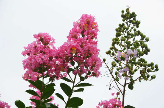 紫薇花枝