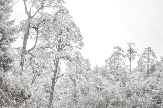 树挂雪景