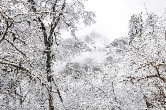 树挂雪景