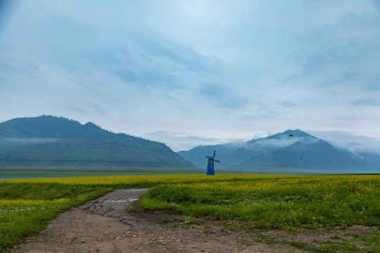 丹东油菜花田摄影基地