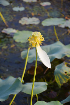 荷花莲蓬