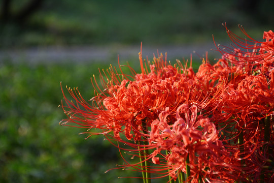 彼岸花开