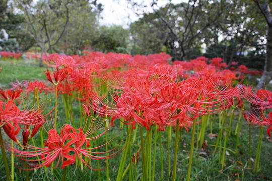 花开如火