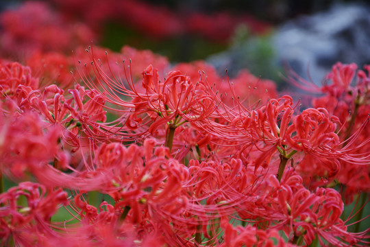 彼岸花开