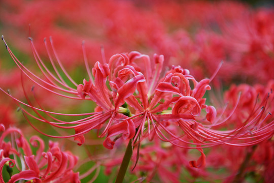 彼岸花开