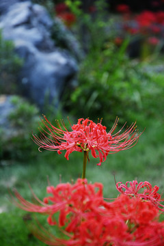 彼岸花开