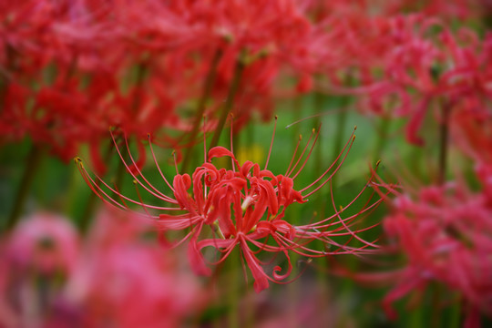 彼岸花开