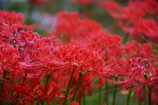 彼岸花