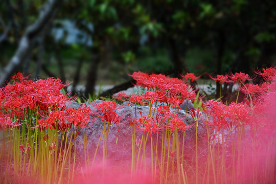 彼岸花开