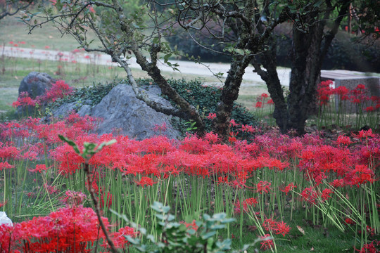 花开彼岸