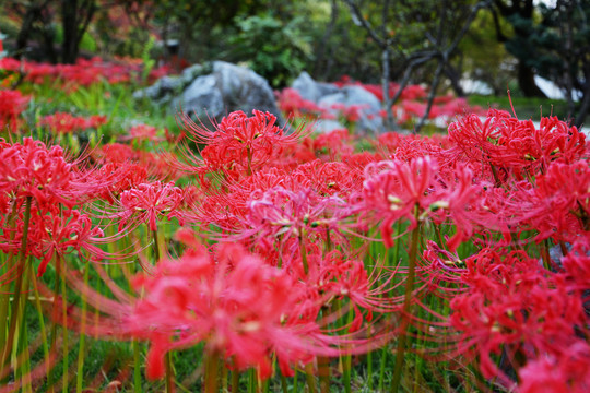 彼岸花开