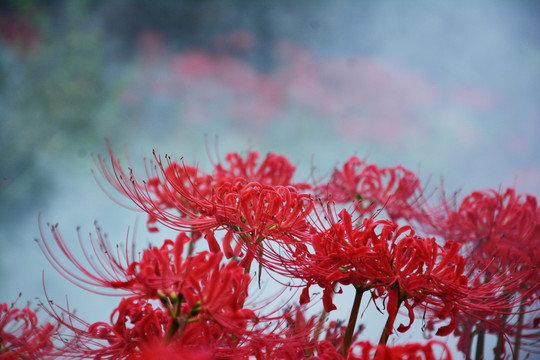 花开如火