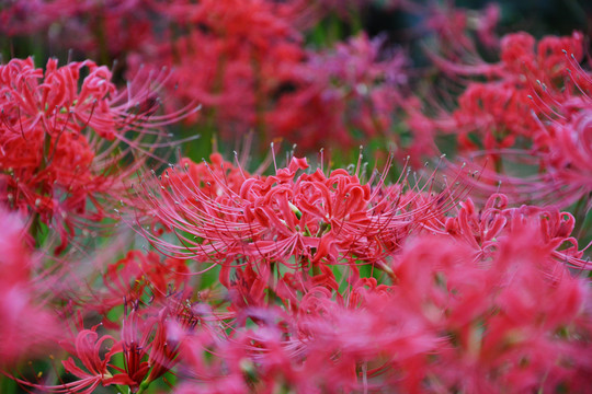 彼岸花开