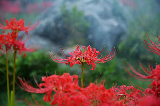 红色彼岸花