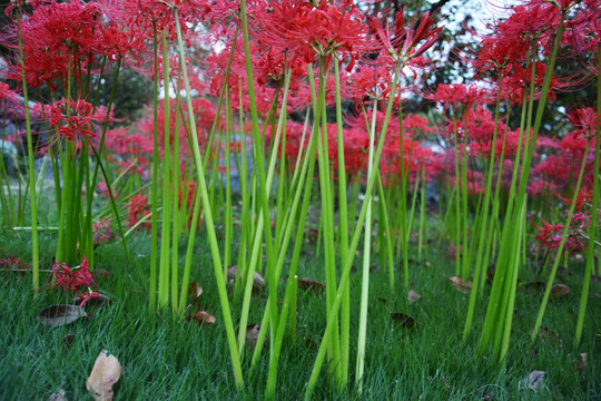 彼岸花花茎