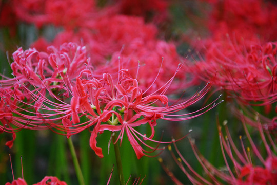 彼岸花开