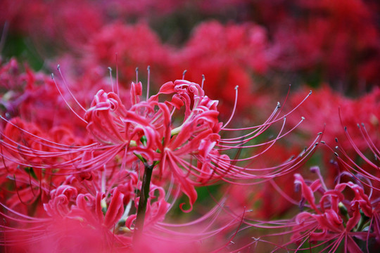 彼岸花开