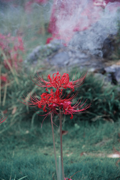 彼岸花