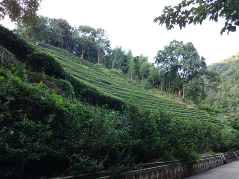 山上茶园风景