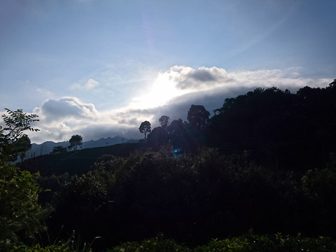 山上茶园风景