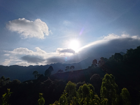 山上茶园风景