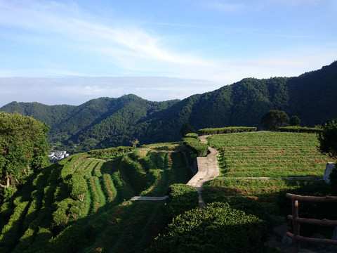 山上茶园风景