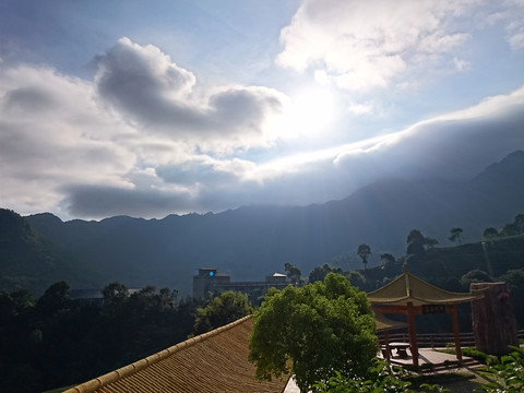 山上茶园风景