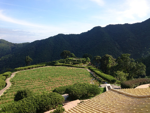 山上茶园风景