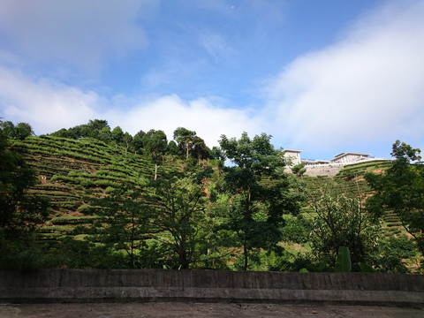 山上茶园风景