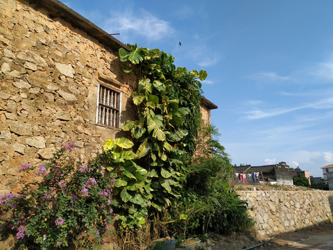 农居绿植与蓝天