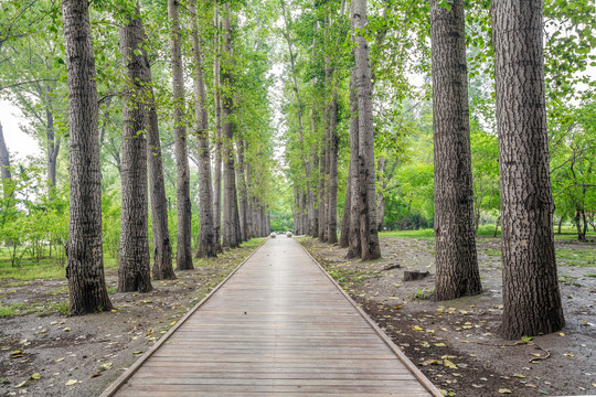 晋祠公园林荫步道