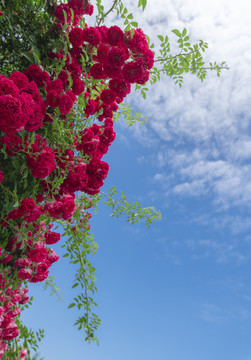 紅色的薔薇花