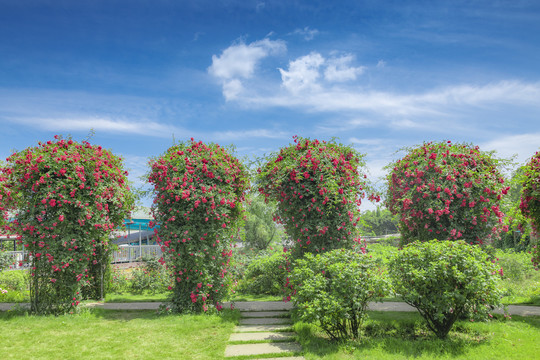 蔷薇花园