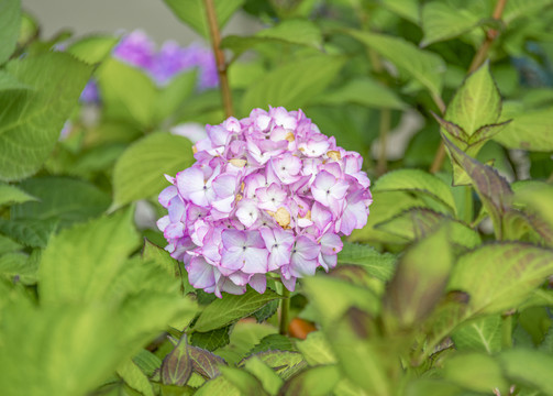 美丽的绣球花