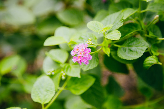 马缨丹花