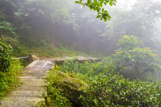 森林台阶